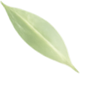 leaf1